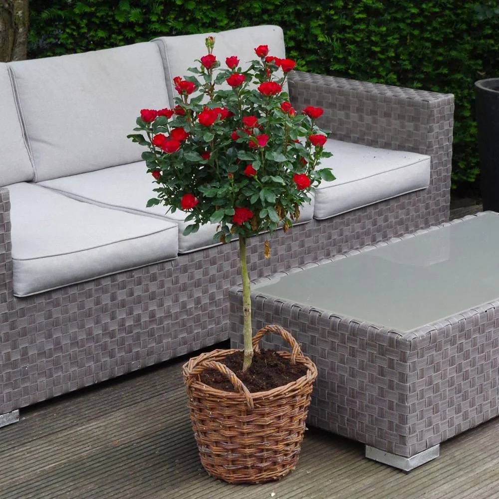 Trandafir Pomisor rosu Zepeti, inflorire repetata - Image 5