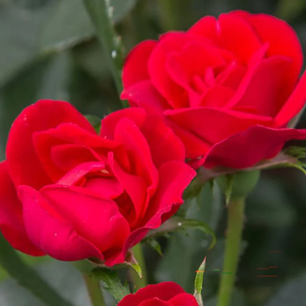 Trandafir Pomisor rosu Zepeti, inflorire repetata - Image 6
