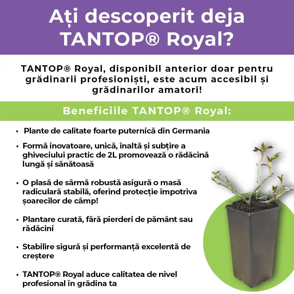 Trandafir Floribunda roz intens Camelot, cu parfum intens - Image 7