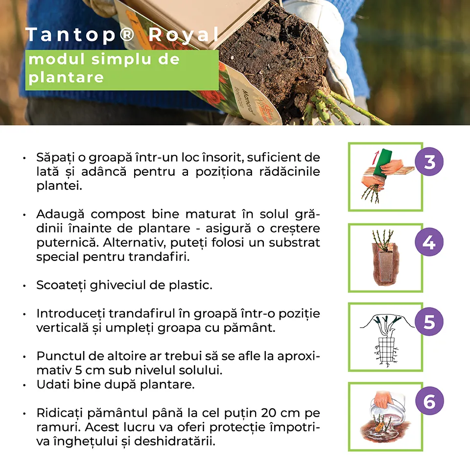 Trandafir Floribunda roz intens Camelot, cu parfum intens - Image 8