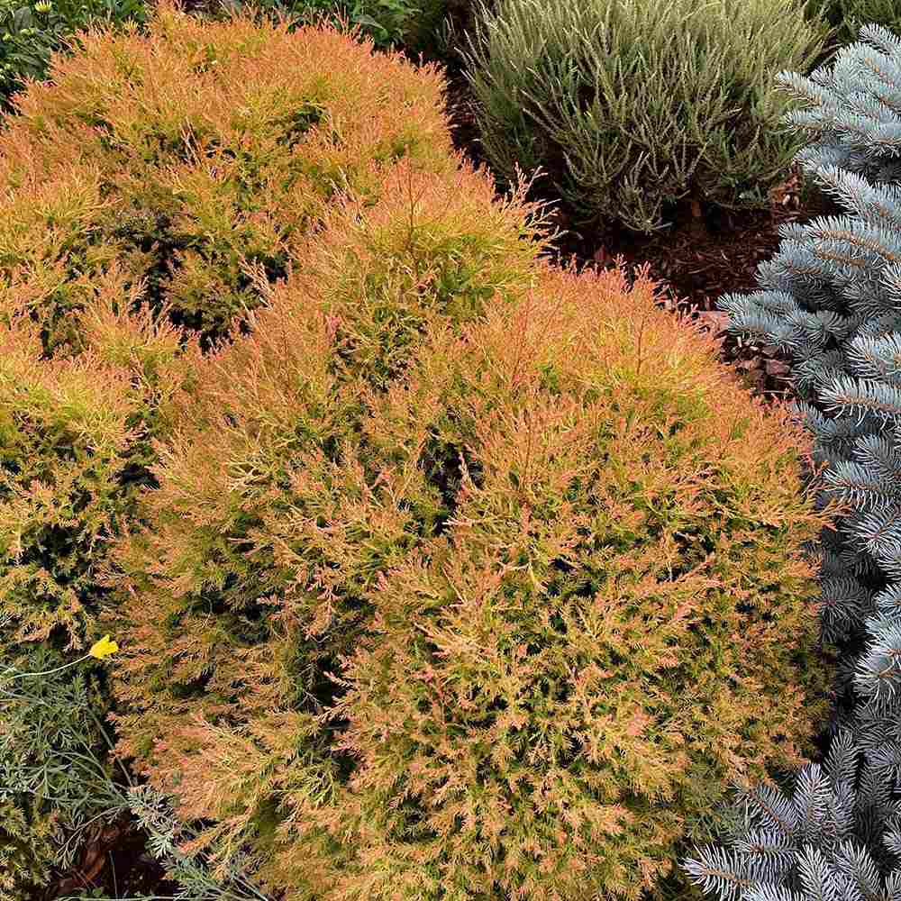 Tuia Occidentalis Fire Chief - Image 3