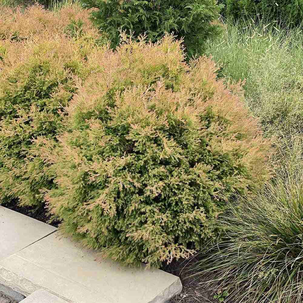 Tuia Occidentalis Fire Chief - Image 4