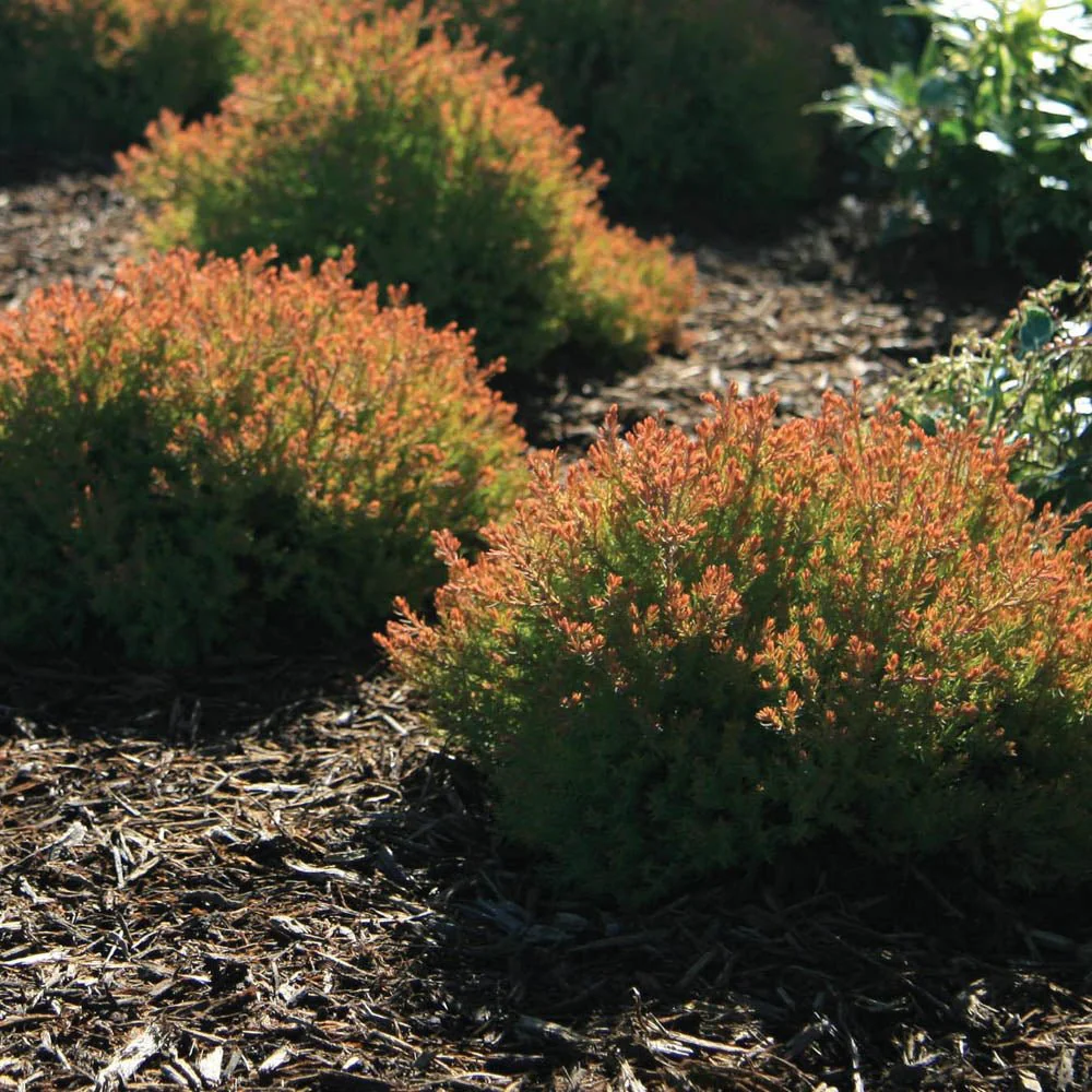 Tuia Occidentalis Fire Chief - Image 6