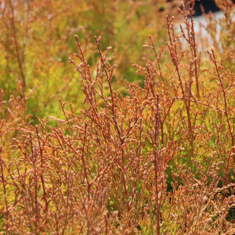 Tuia Occidentalis Fire Chief - Image 7