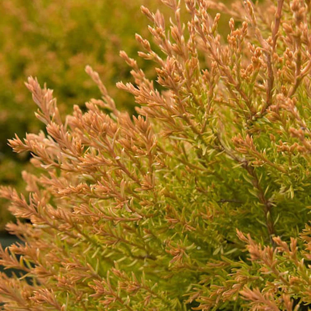 Tuia Occidentalis Fire Chief - Image 8