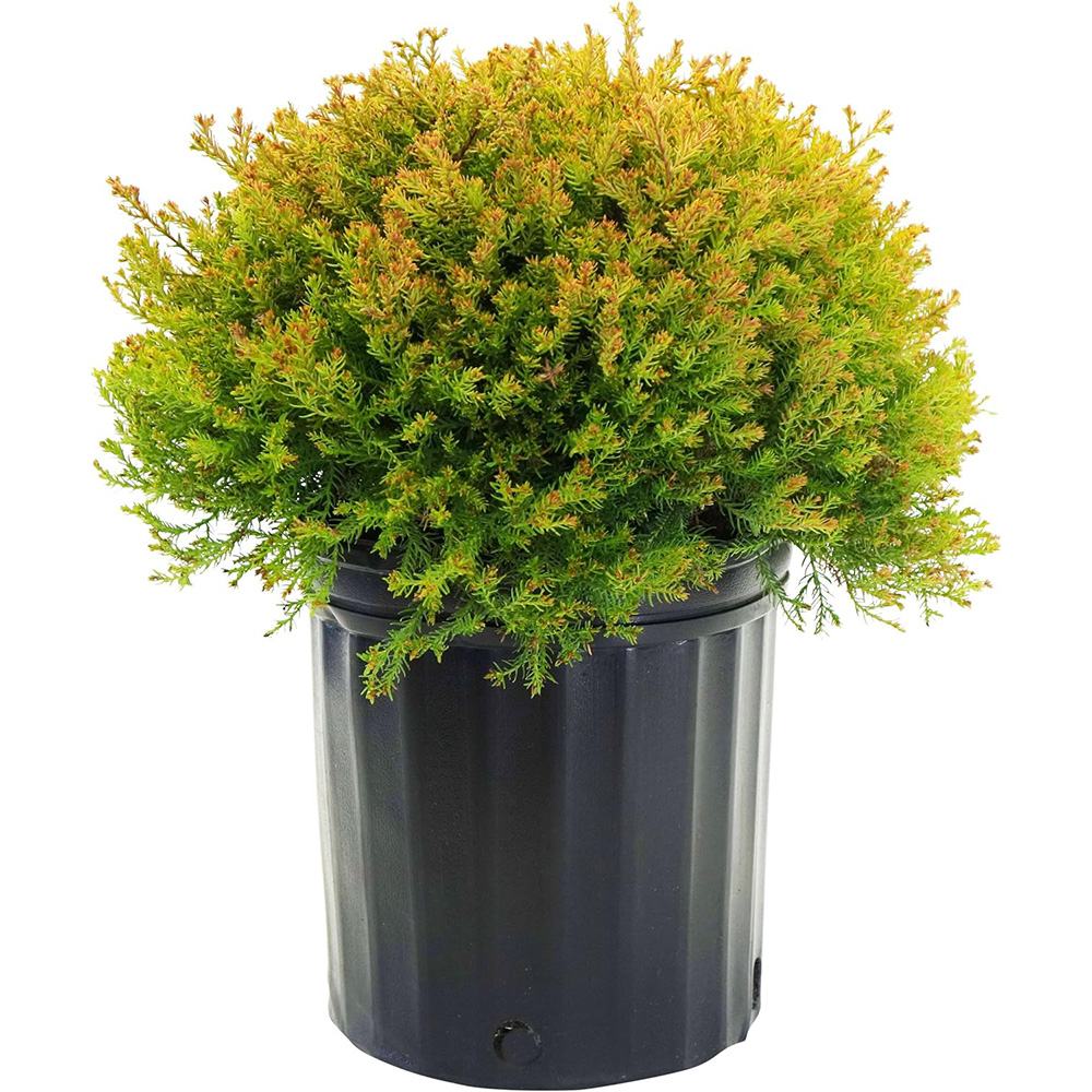 Tuia Occidentalis Fire Chief - Image 9