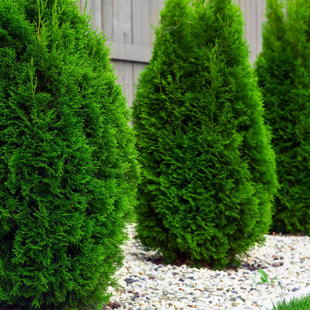 Tuia Occidentalis Smarald, gard viu vesnic verde, forma conica naturala, bariera impotriva vantului - Image 10