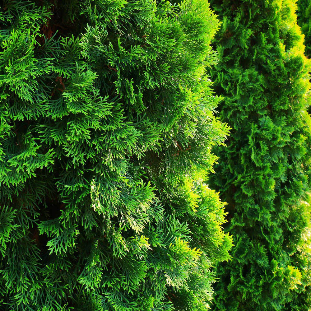 Tuia Occidentalis Smarald, gard viu vesnic verde, forma conica naturala, bariera impotriva vantului - Image 12