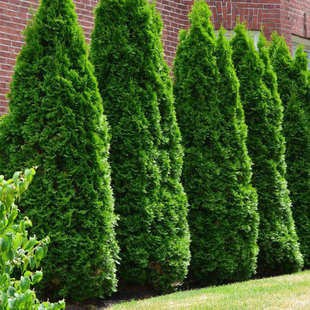 Tuia Occidentalis Smarald, gard viu vesnic verde, forma conica naturala, bariera impotriva vantului - Image 3