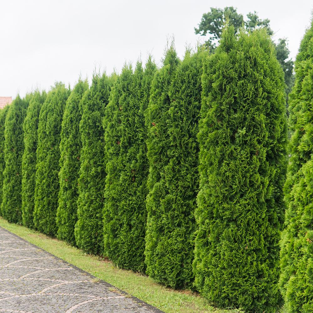 Tuia Occidentalis Smarald, gard viu vesnic verde, forma conica naturala, bariera impotriva vantului - Image 4