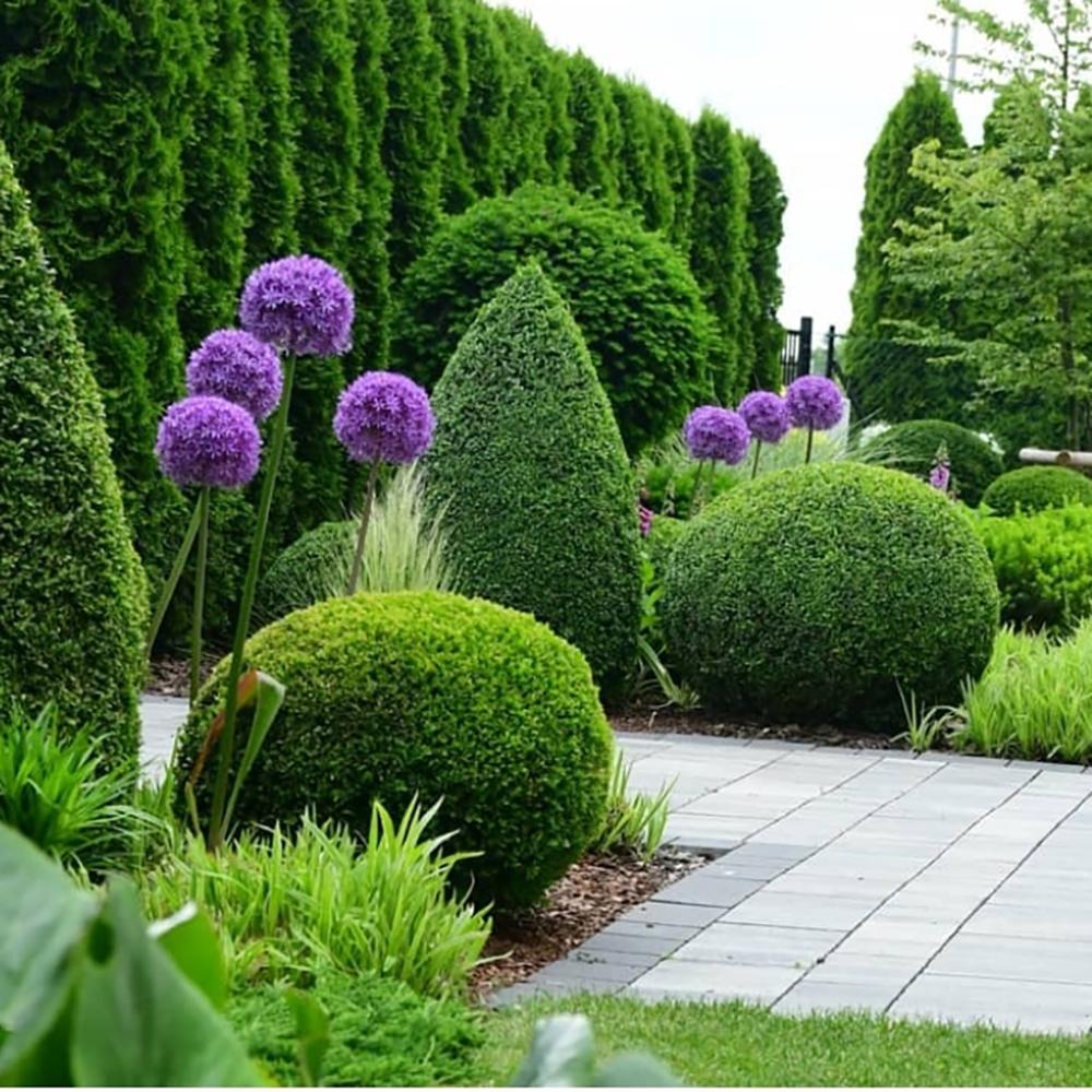 Tuia Occidentalis Smarald, gard viu vesnic verde, forma conica naturala, bariera impotriva vantului - Image 6