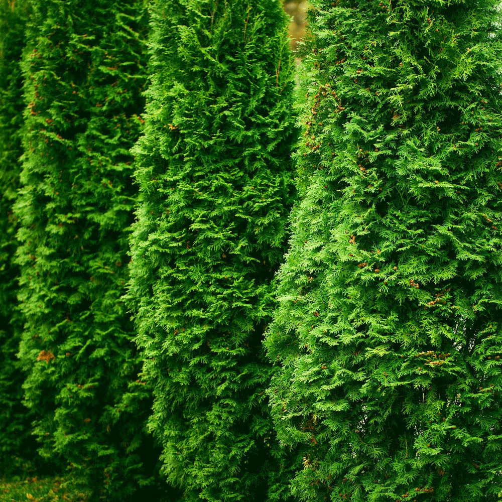 Tuia Occidentalis Smarald, gard viu vesnic verde, forma conica naturala, bariera impotriva vantului - Image 8
